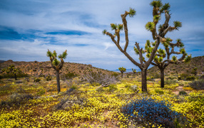 Thorny trees in the national park in spring, USA