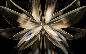 Красивый абстрактный цветок на черном фоне