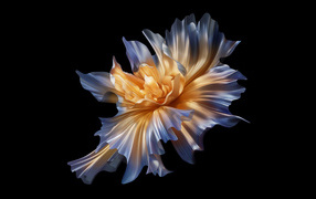 Красивый абстрактный белый цветок на черном фоне