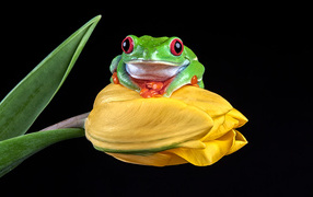 Зеленая лягушка сидит на желтом тюльпане