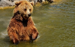 Big brown bear in the water