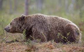 Большой бурый медведь  лежит на траве в лесу