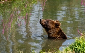 Big brown bear swims in the water