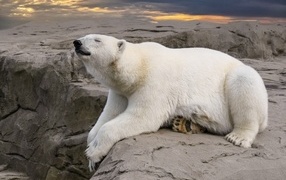 Big polar bear sleeps on a stone
