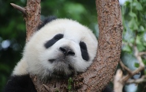Cute panda sleeping on a tree