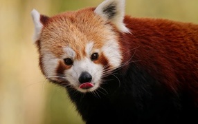 Great red panda with tongue hanging out