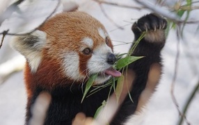 Red panda eats eucalyptus branches