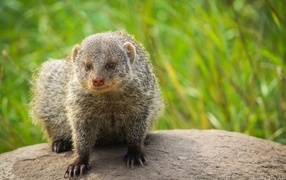 A large gray mongoose sits on a stone
