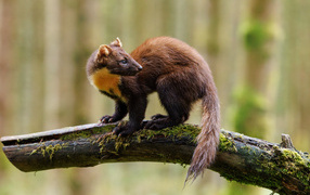 Красивая куница сидит на ветке