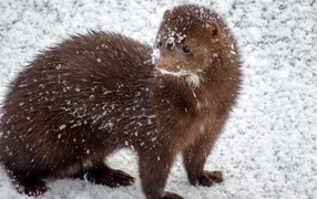 Fluffy mink in the snow in winter