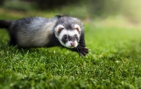 Funny ferret jumping on the grass