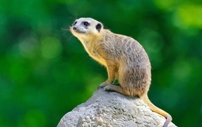 Little meerkat sits on a rock
