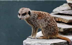 Meerkat sits on a stone in the zoo