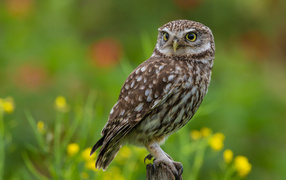 Красивая большая сова с желтыми глазами сидит на дереве