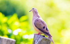 Красивый голубь сидит на пне