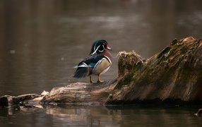 Красивая утка сидит на коряге в воде