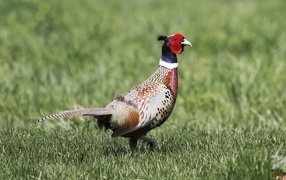 A beautiful motley pheasant walks through the grass