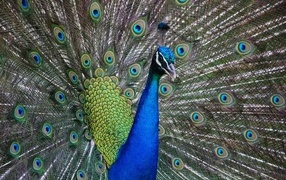 A beautiful peacock spread his lush tail