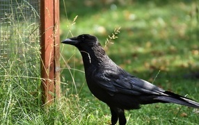 Большой черный ворон стоит на траве