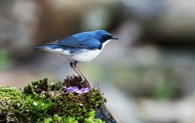 A bird sits on a moss-covered stump