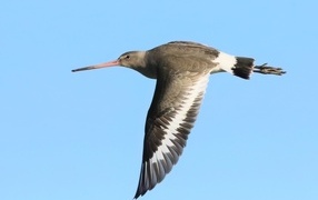 A bird with a sharp beak flies in the sky