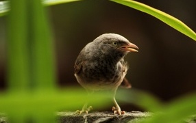 Черная птица сидит на камне в зарослях