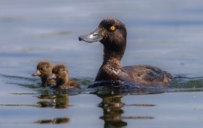 A duck with chicks swims on the water