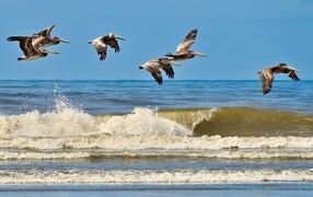 A flock of pelicans flies over the sea waves