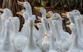 A flock of white geese on a farm