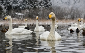 A flock of white swans in a cold lake in winter