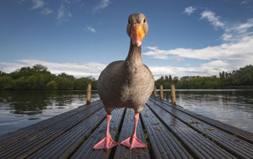 Гусь стоит на мокром мосту у озера