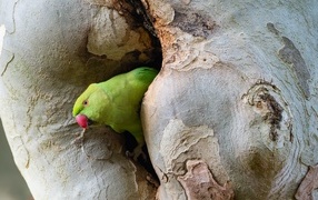 Зеленый попугай сидит в дупле дерева