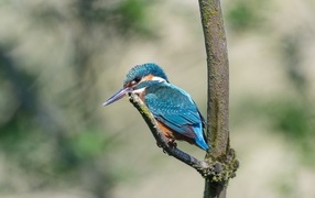 Птица зимородок с острым клювом сидит на ветке 