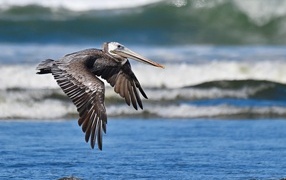 A large brown pelican flies over the water