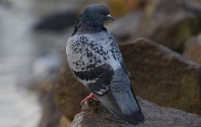 A large gray dove sits on a wet stone