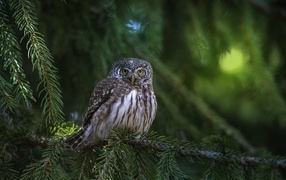 A large owl sits on a spruce branch