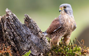 A large predatory falcon sits near a snag