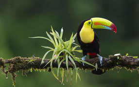 Большой тукан сидит на ветке с зелеными листьями