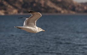 Большая белая чайка летит над морем