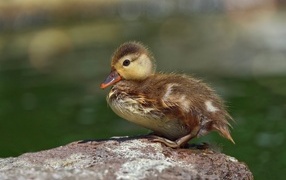 Маленький утенок сидит на камне у воды
