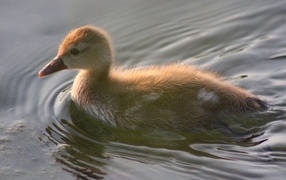 A little duckling swims on the water