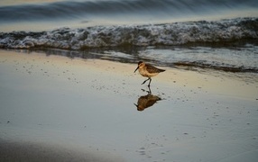 A sandpiper bird walks on wet sand by the sea