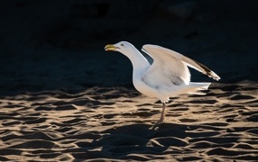 A seagull with an open beak stands on the sand