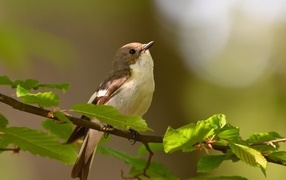 A small bird sits on a branch with green leaves