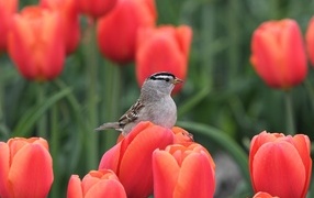 A small bird sits on a red tulip