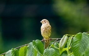 Маленькая серая птица сидит на ветке с зелеными листьями