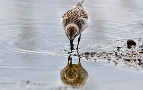 A small gray sandpiper walks on the water
