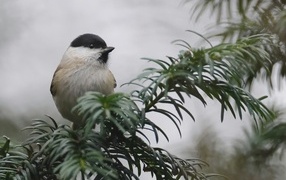 Маленький серый воробей сидит на ветке дерева