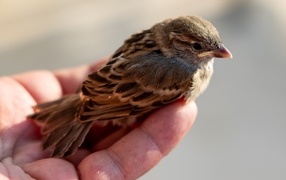 Маленький серый воробей сидит на ладони 