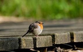 Маленькая нахохлившаяся птица сидит на мосту